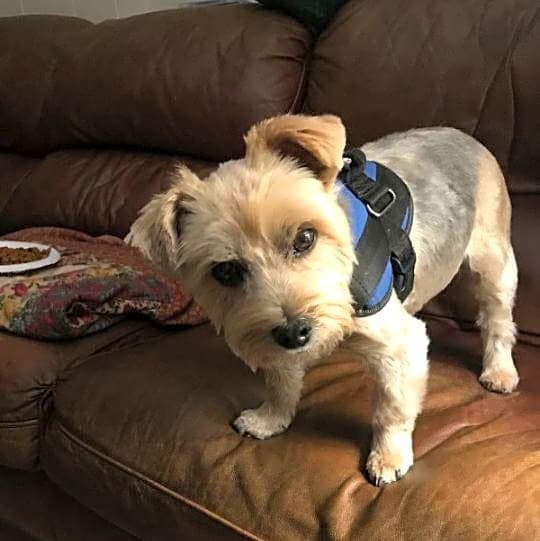 Photo of Wolfgang aka Wolfie