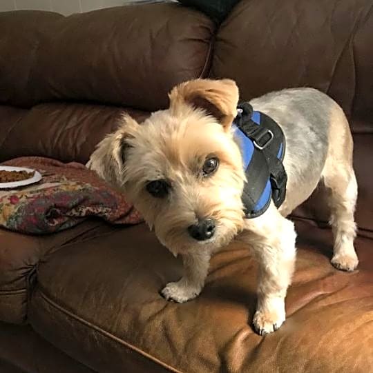 Photo of Wolfgang aka Wolfie