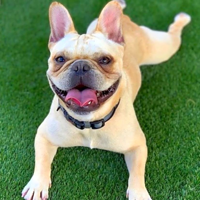 Photo of Auggie