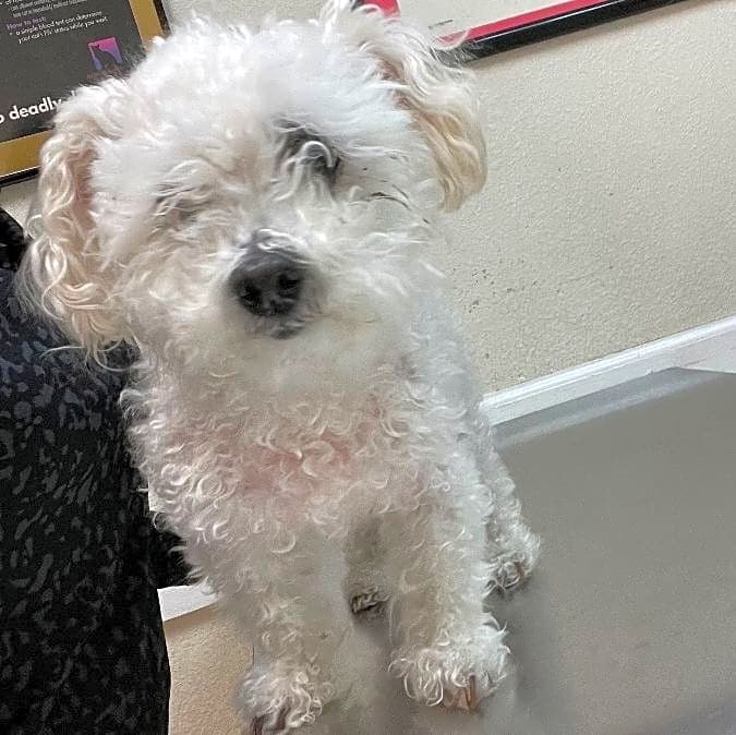 Photo of Daisy