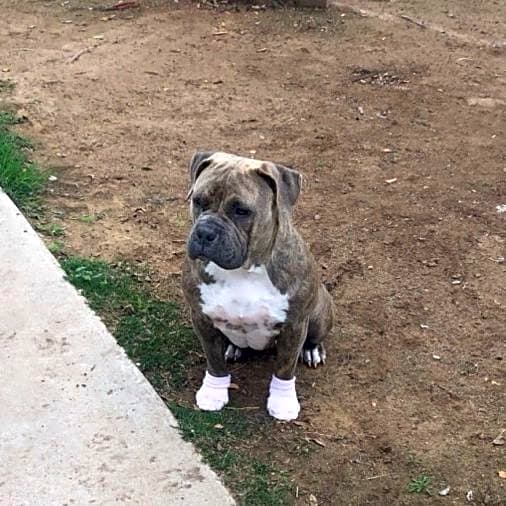 Photo of Nala
