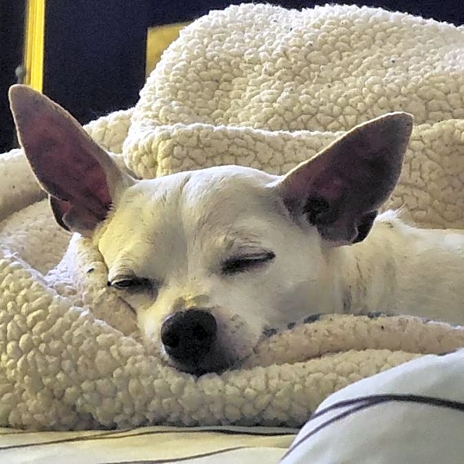 Photo of Princess