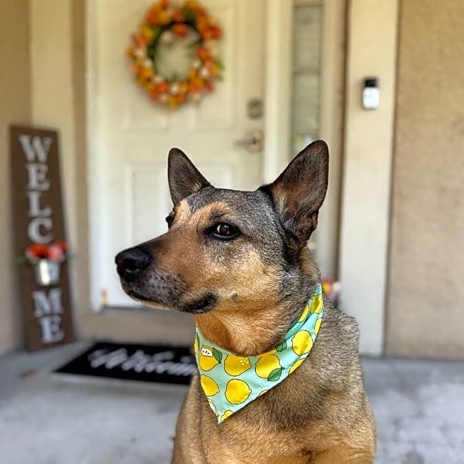 Photo of Cody