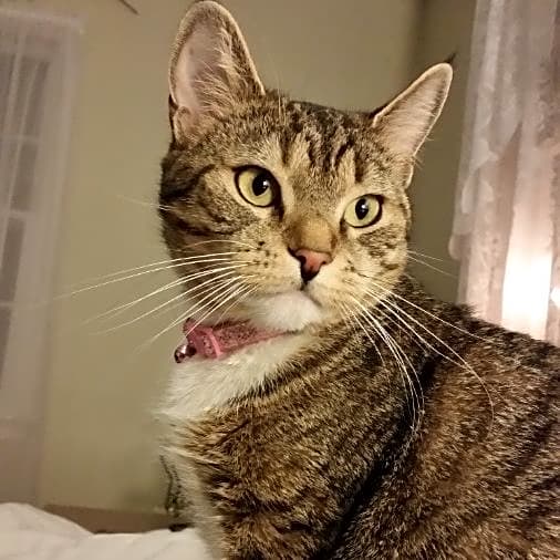 Photo of Chiquita
