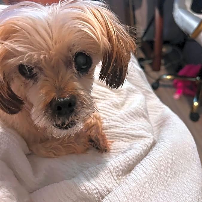 Photo of Pepper