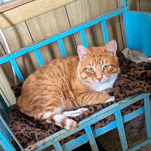 Photo of Cheeto