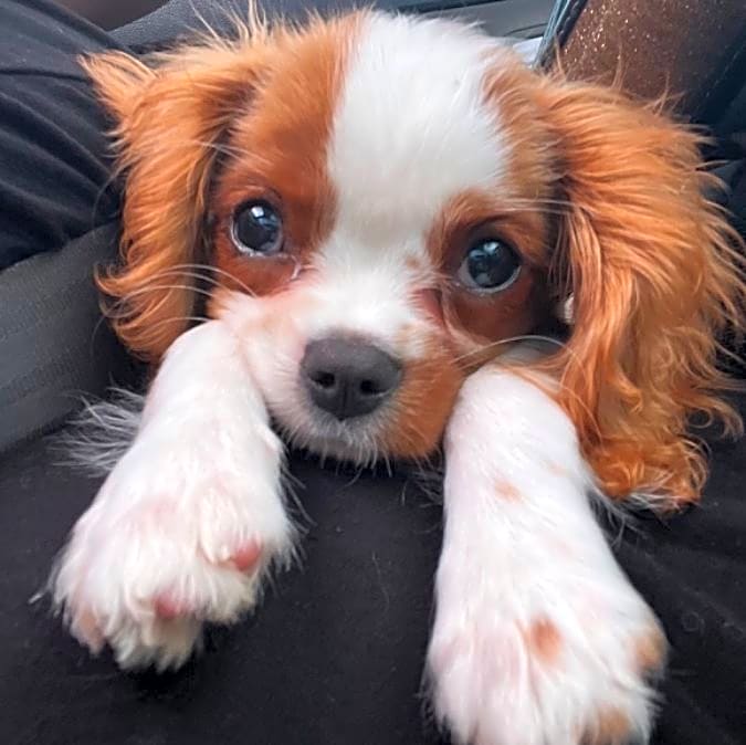 Photo of Snickers