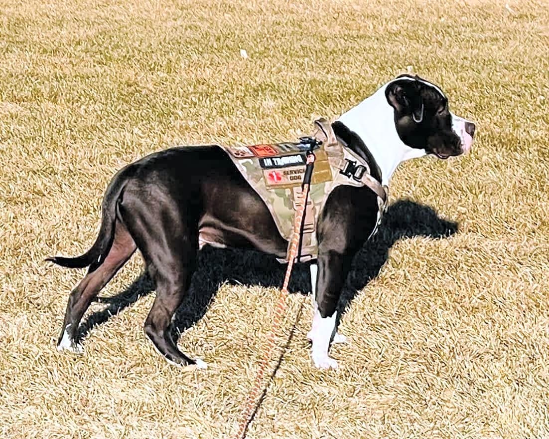 Photo of Hank