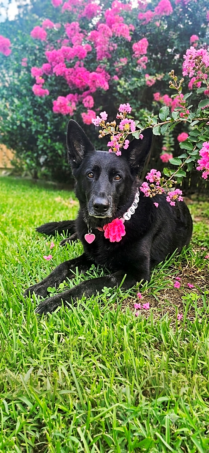 Photo of Tempest