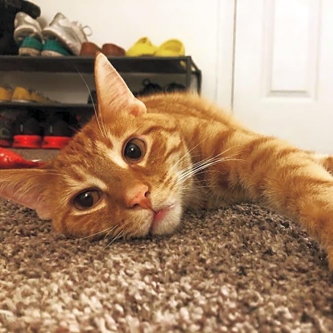 Photo of Dorito