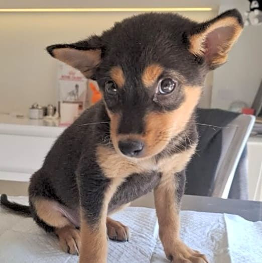 Photo of Scout