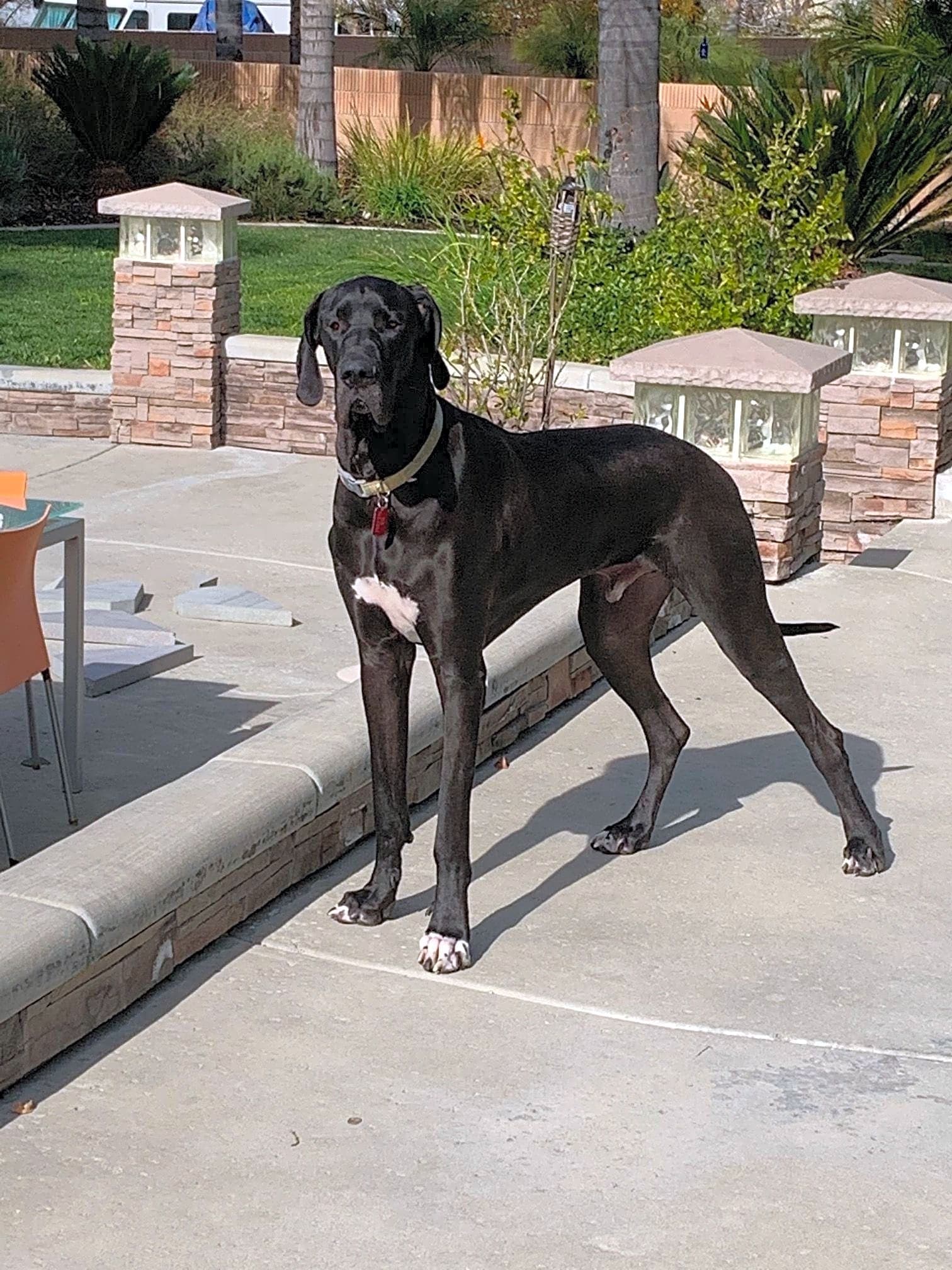 Photo of Thor