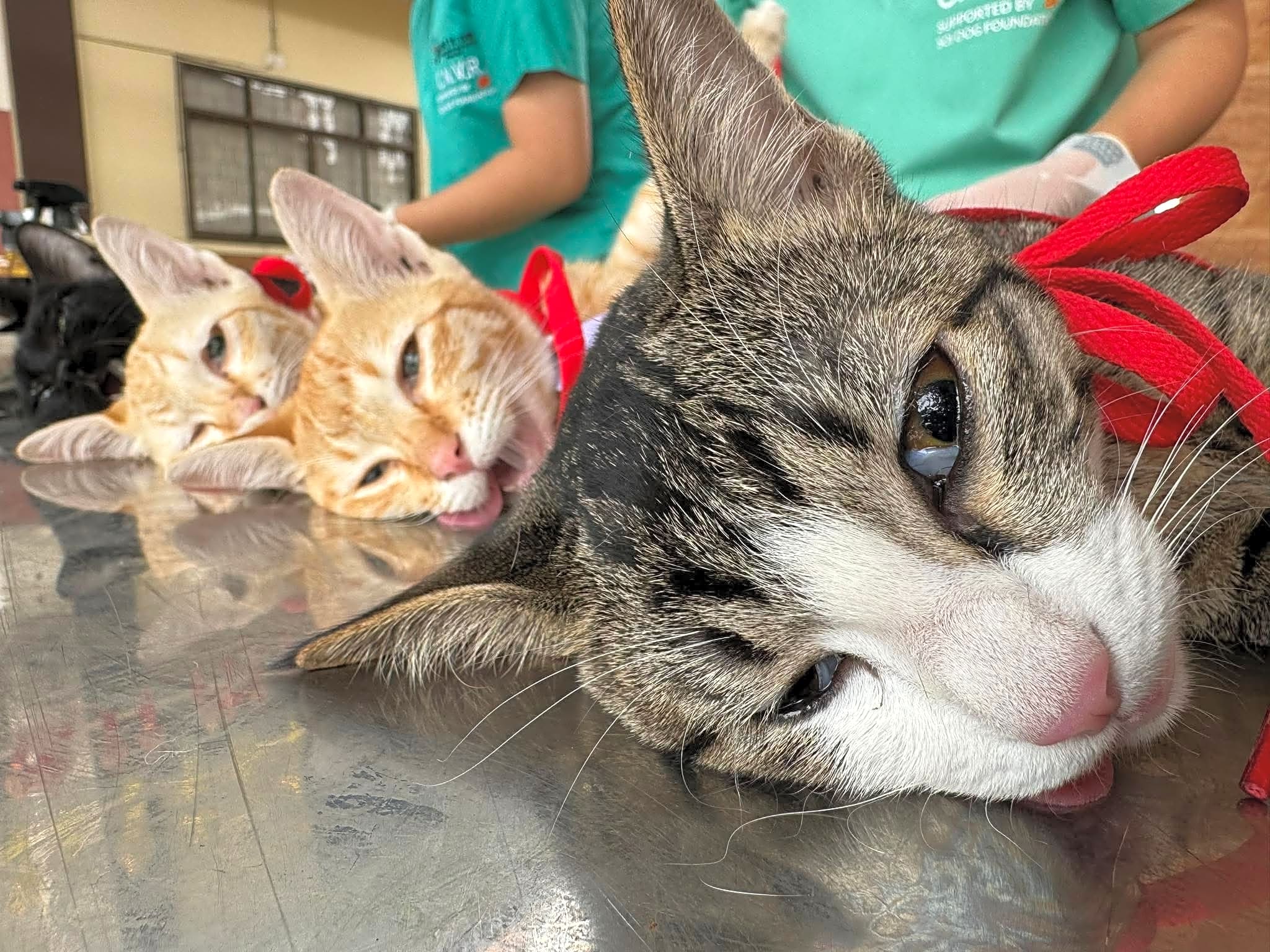 Photo of Cat Spay Day