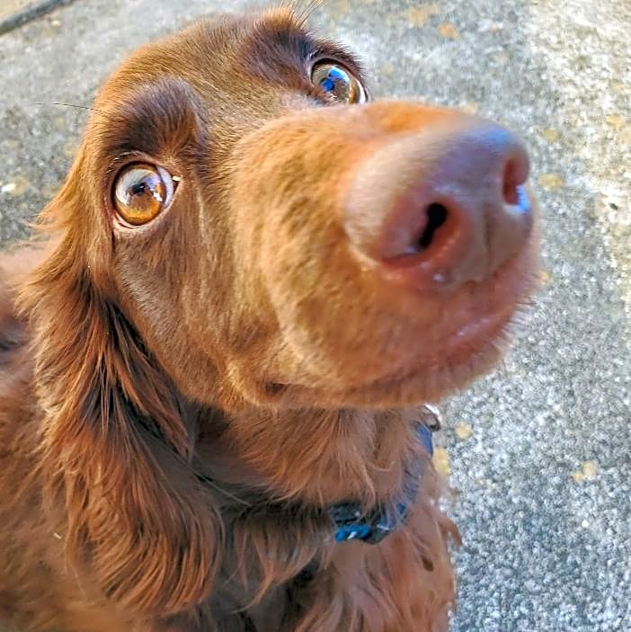 Photo of Teddy