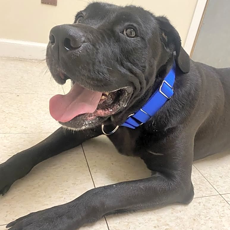 Photo of Delilah