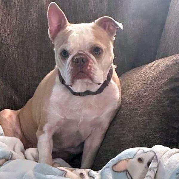 Photo of Buster