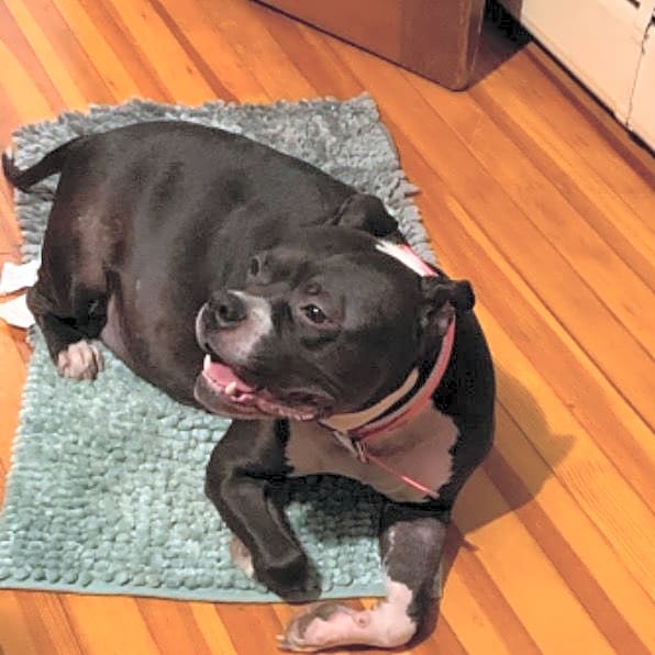 Photo of Fancy