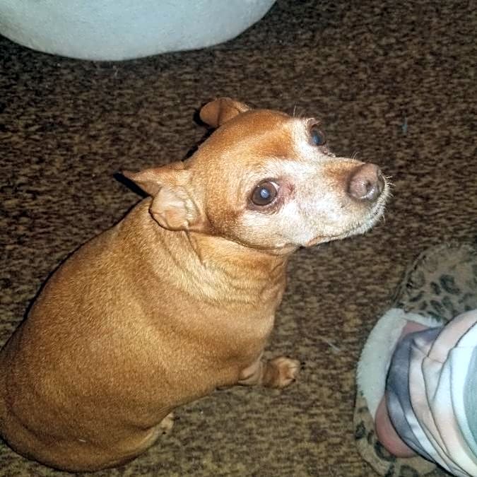 Photo of Cinna