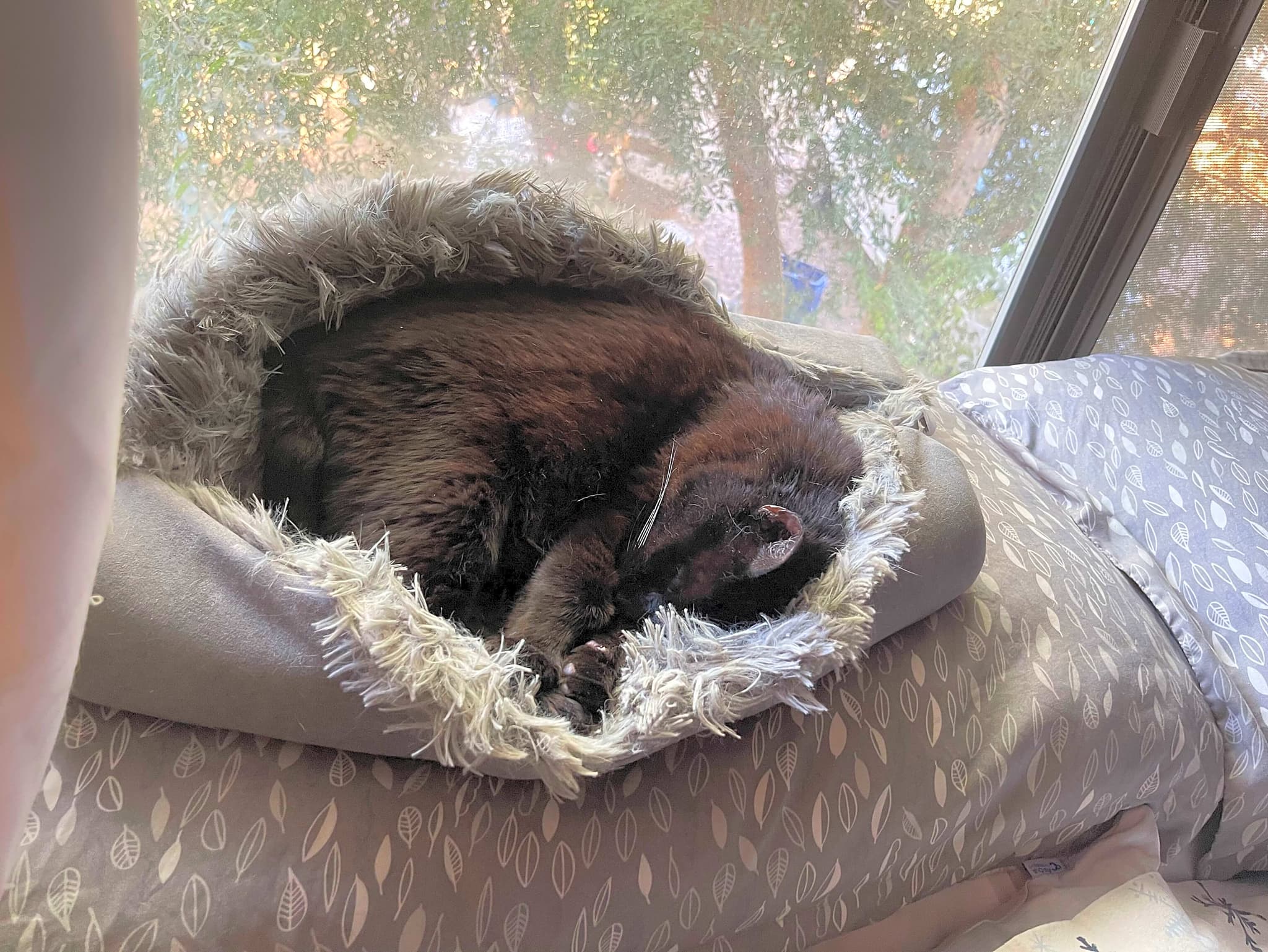 Photo of Loki