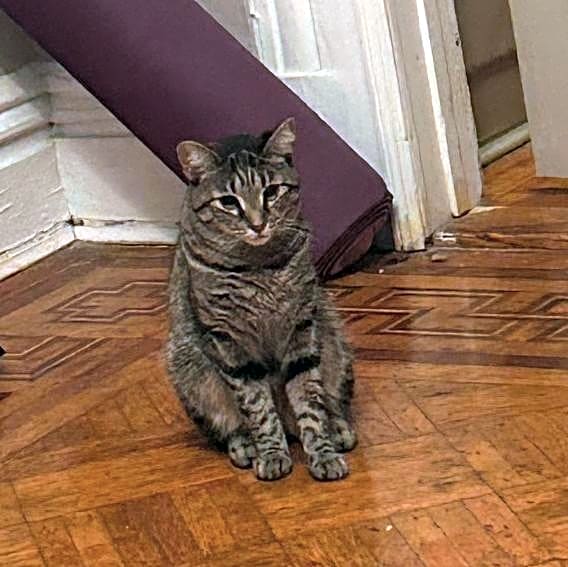 Photo of Amadeus