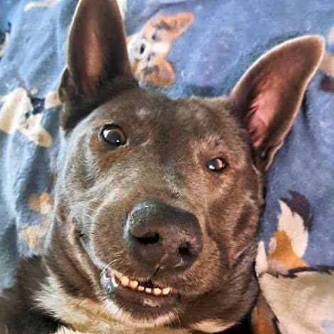 Photo of Willow