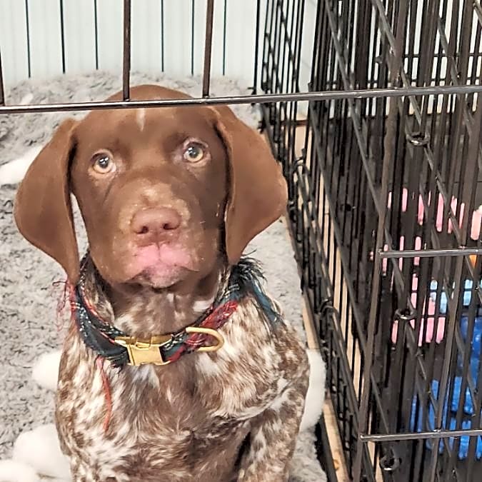 Photo of Tucker