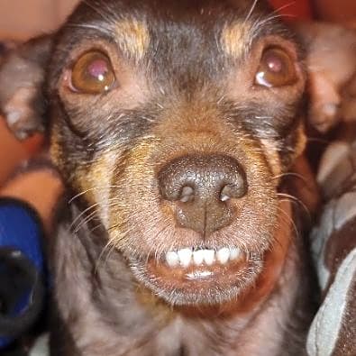 Photo of Luna