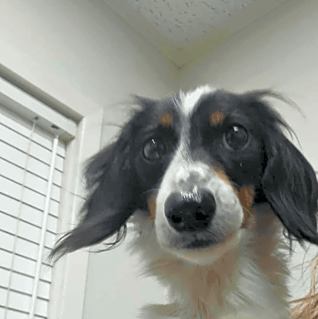 Photo of Clementine