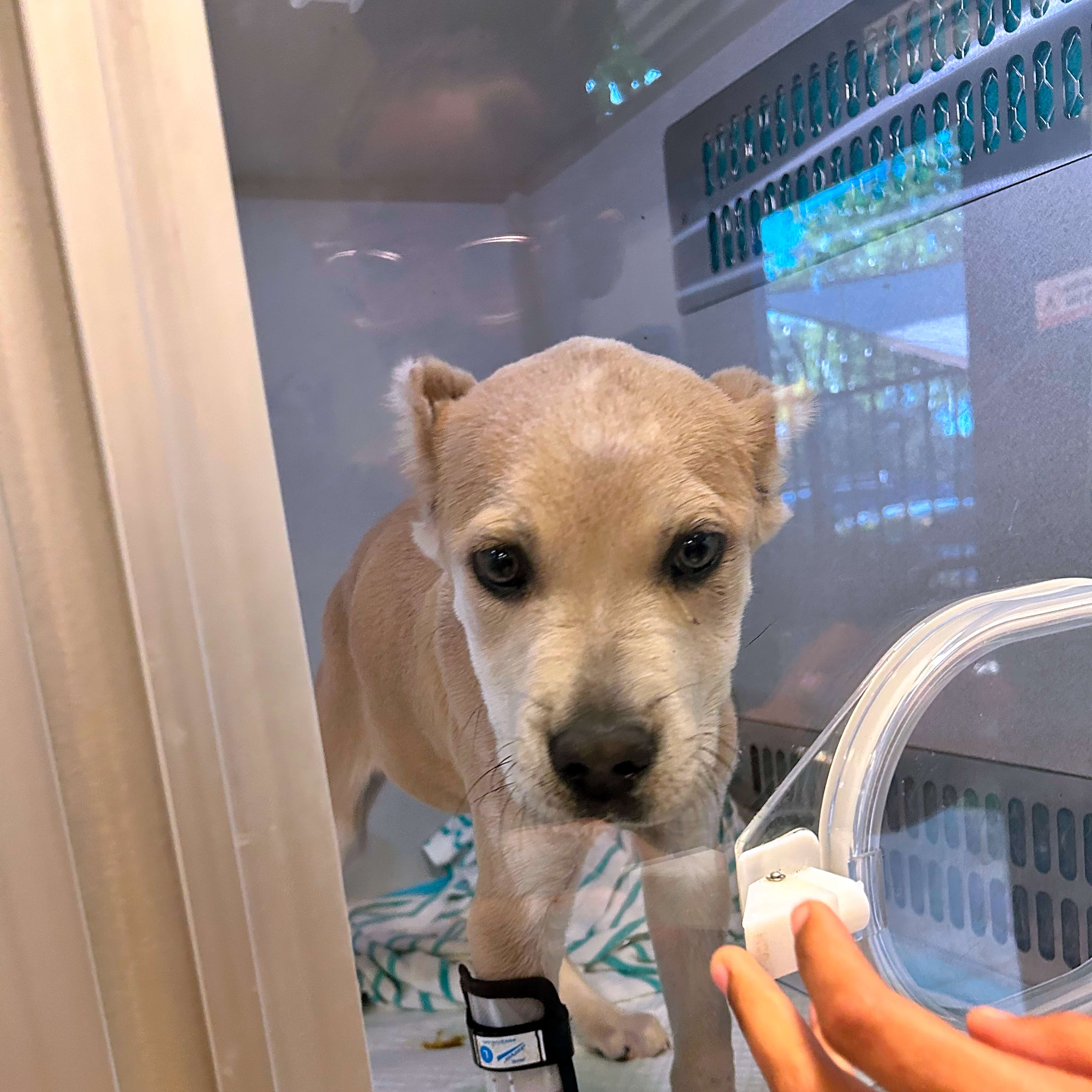 Photo of Nala