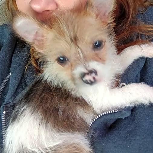 Photo of Gizmo
