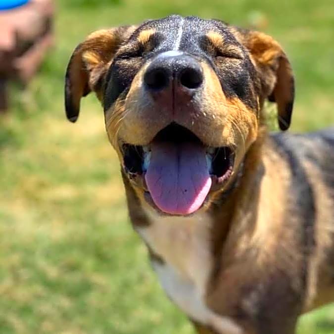 Photo of Chip