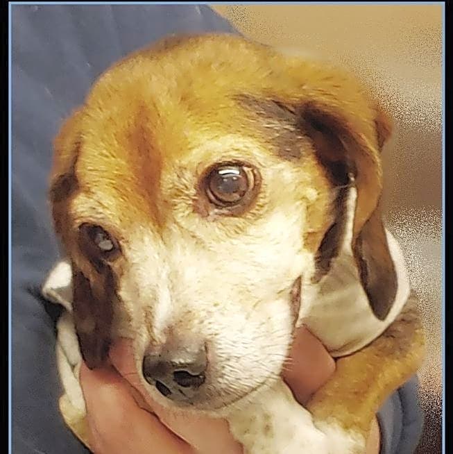 Photo of Otis