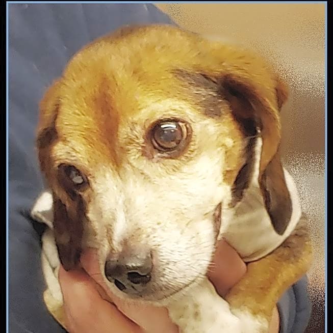 Photo of Otis