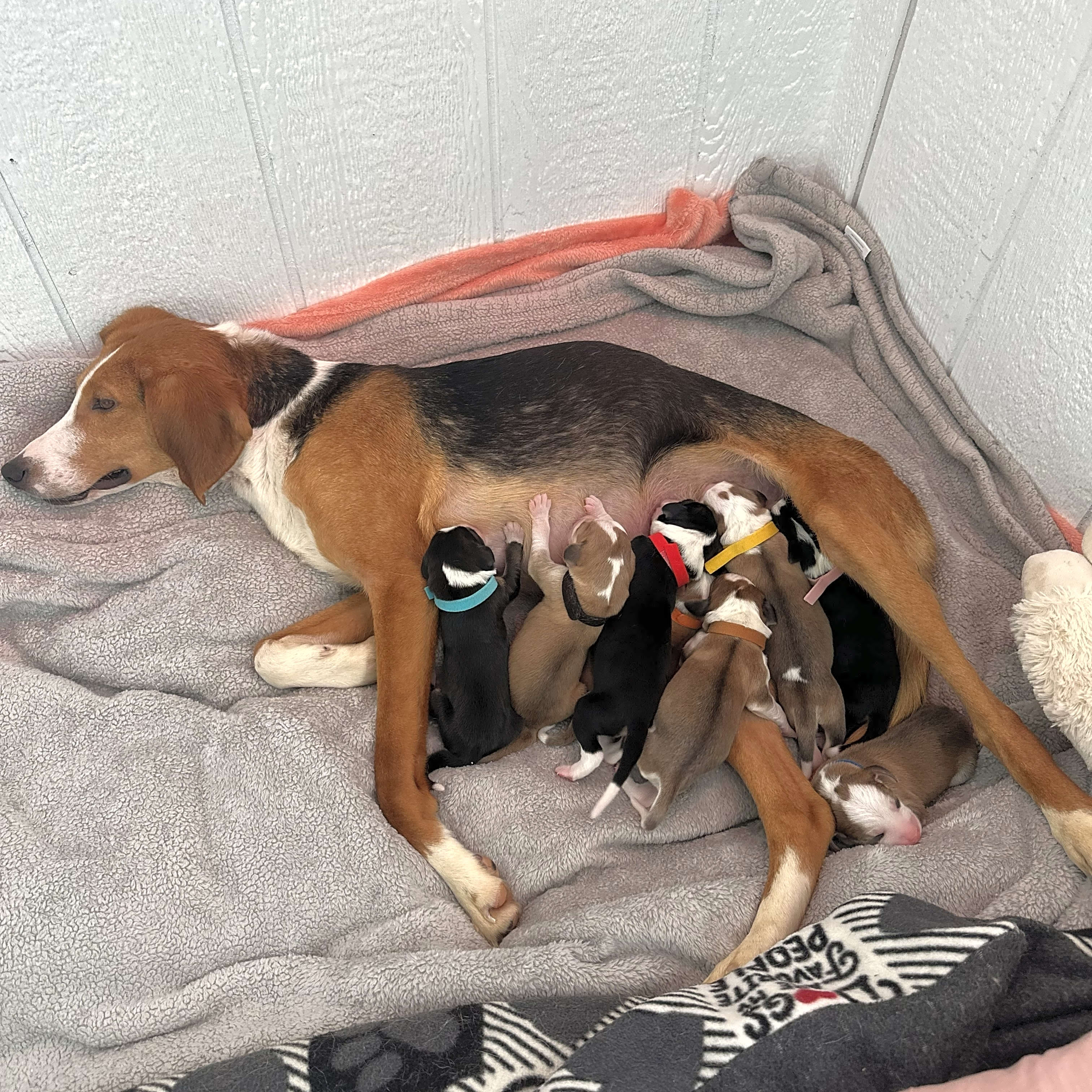 Photo of Maple & Puppies