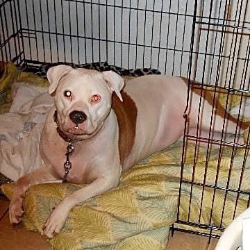 Photo of Stinka Tink