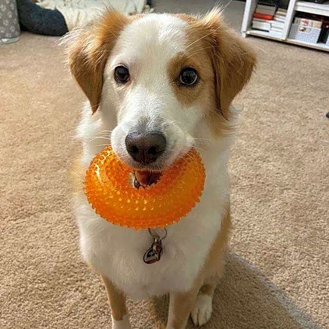 Photo of Kiwi