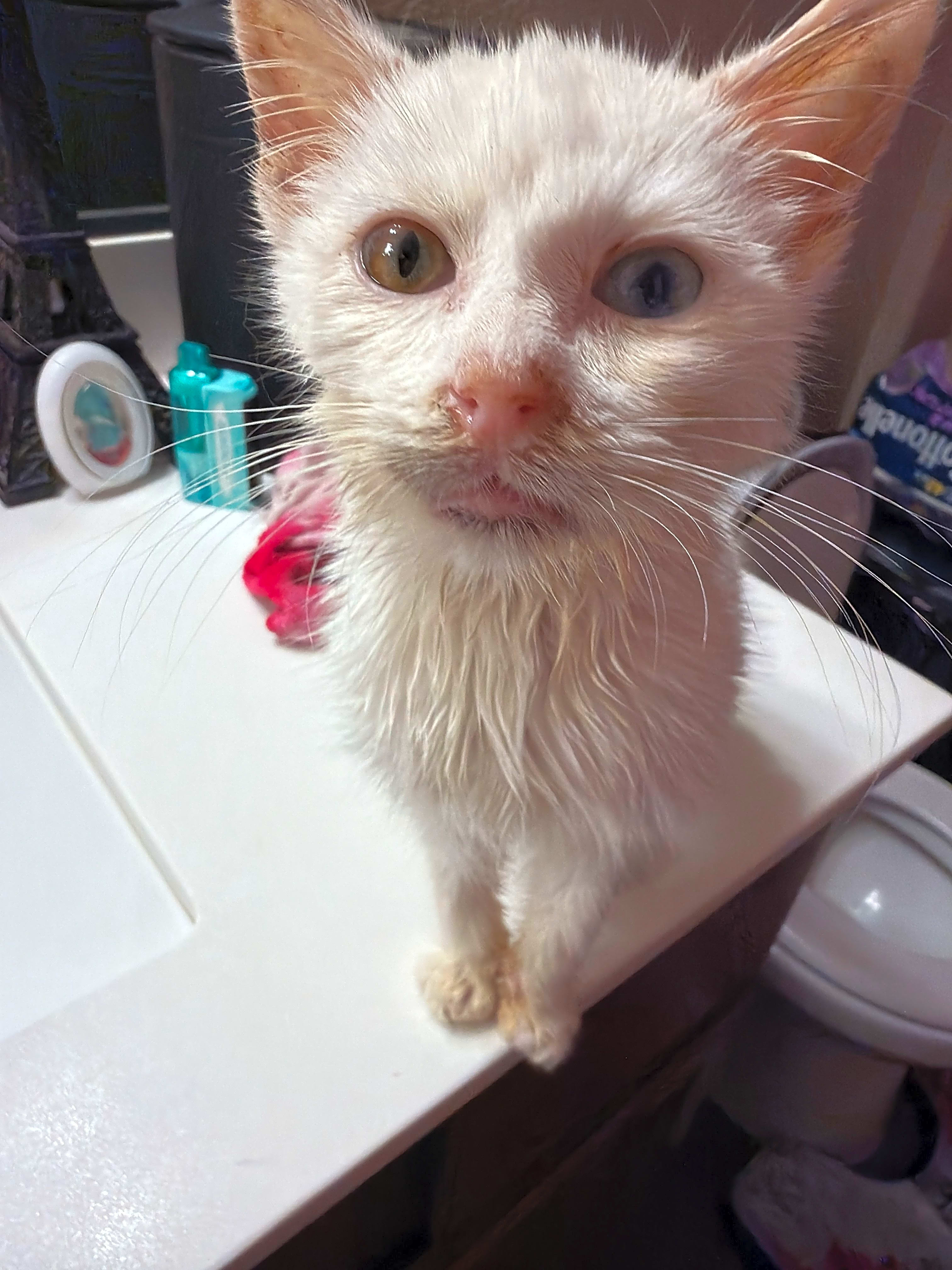 Photo of Phenoix