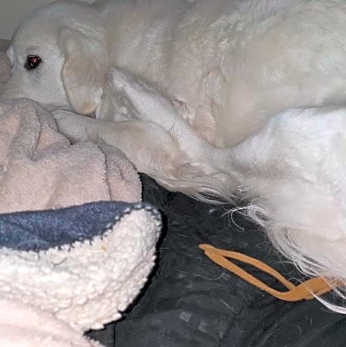 Photo of Marshmellow