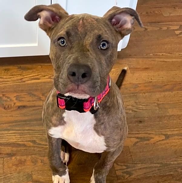 Photo of Mabel