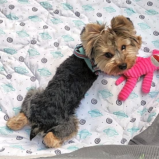 Photo of Kona
