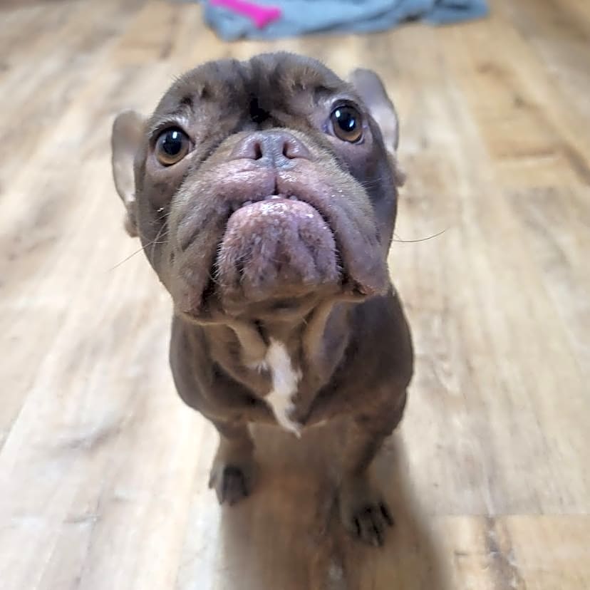 Photo of Monkey