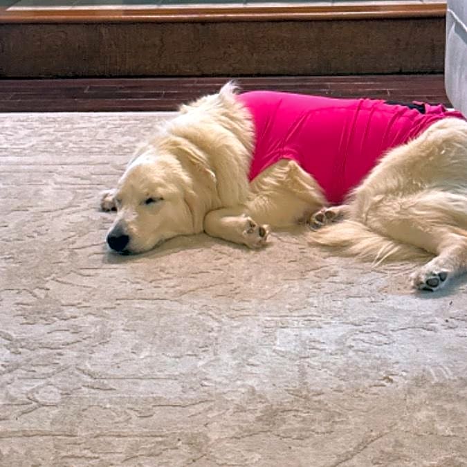 Photo of Aspen