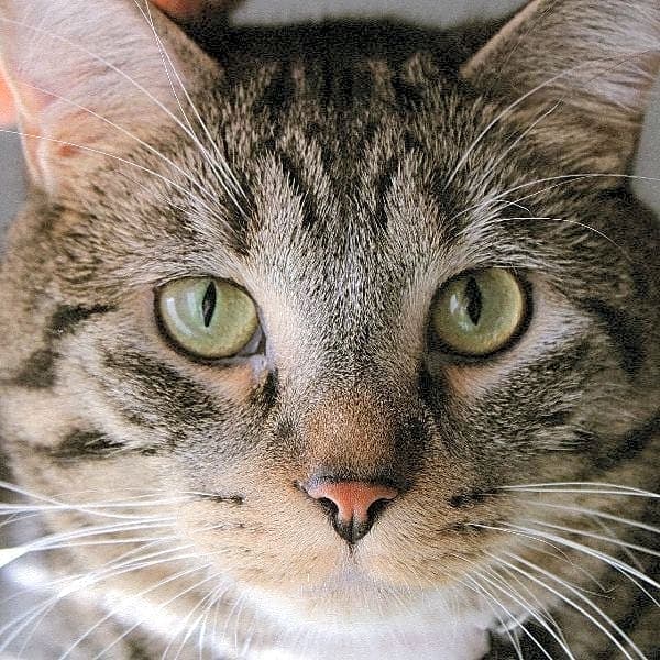 Photo of Bean