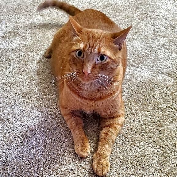 Photo of Cinnadoodle