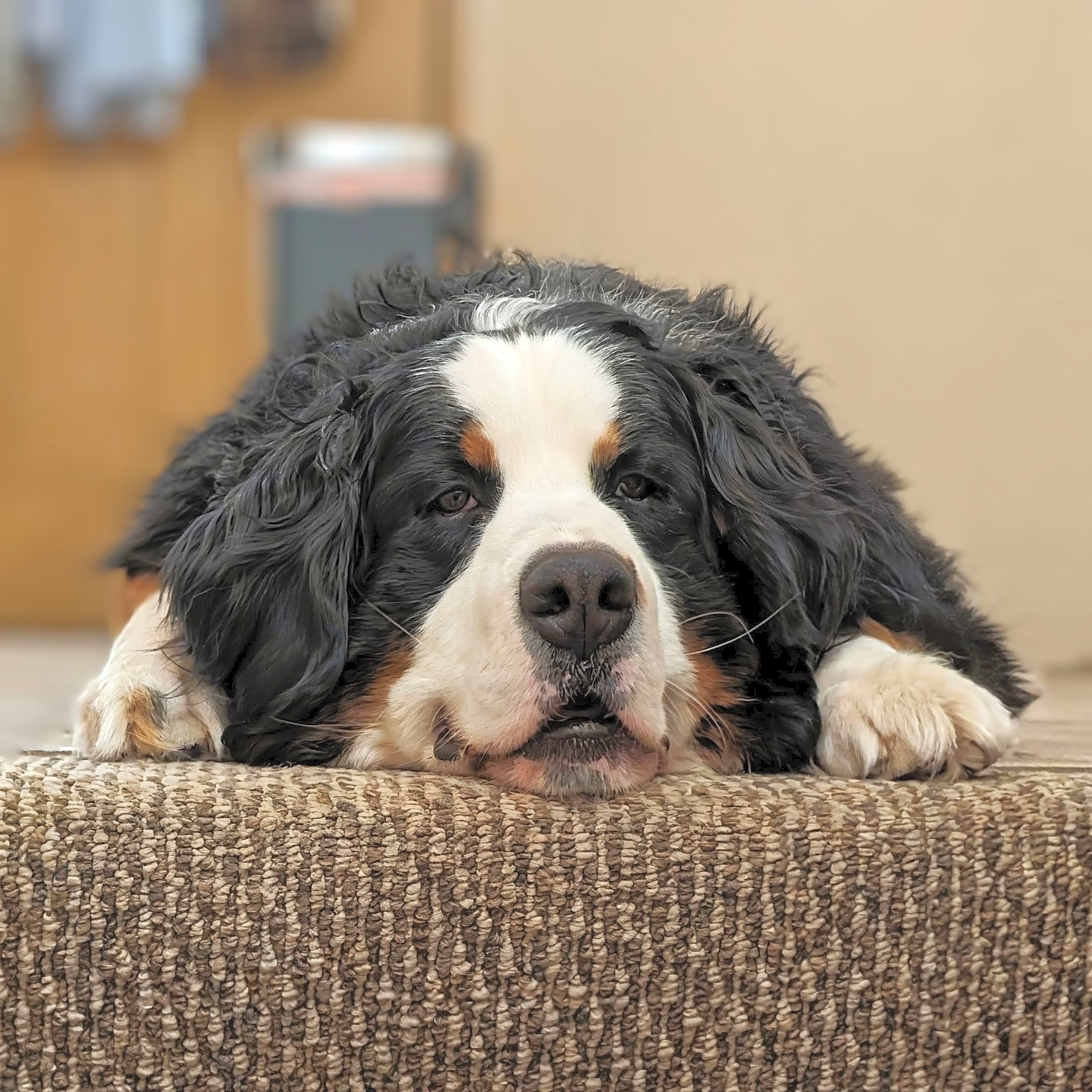 Photo of Clyde
