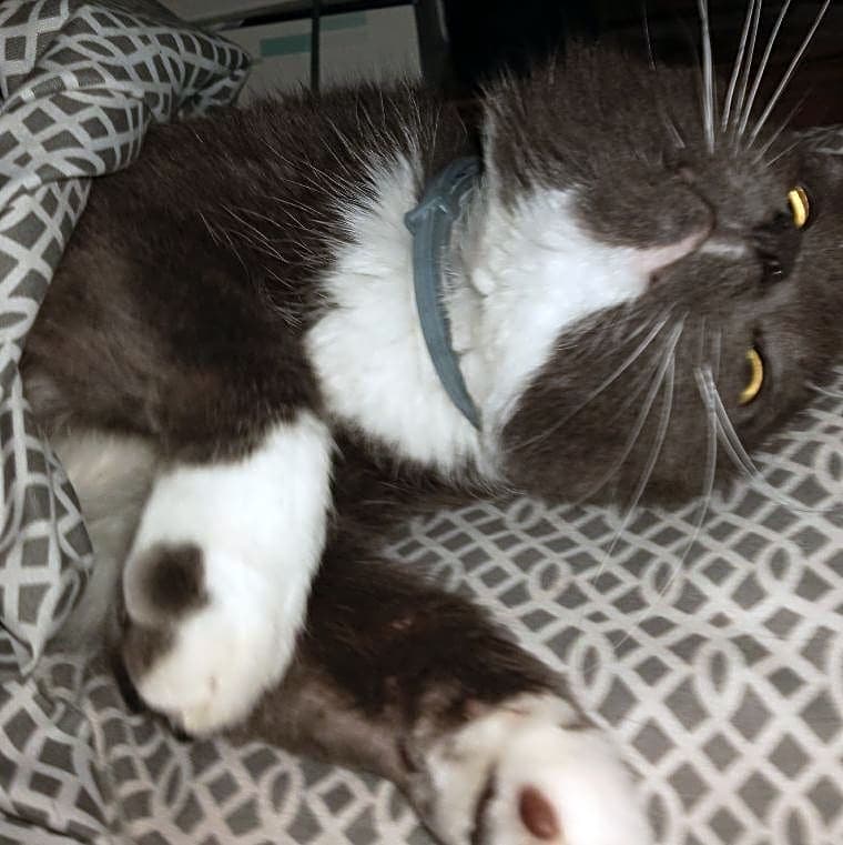 Photo of Merlin