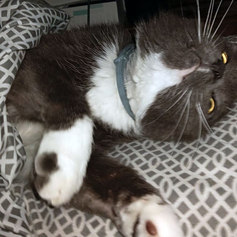 Photo of Merlin