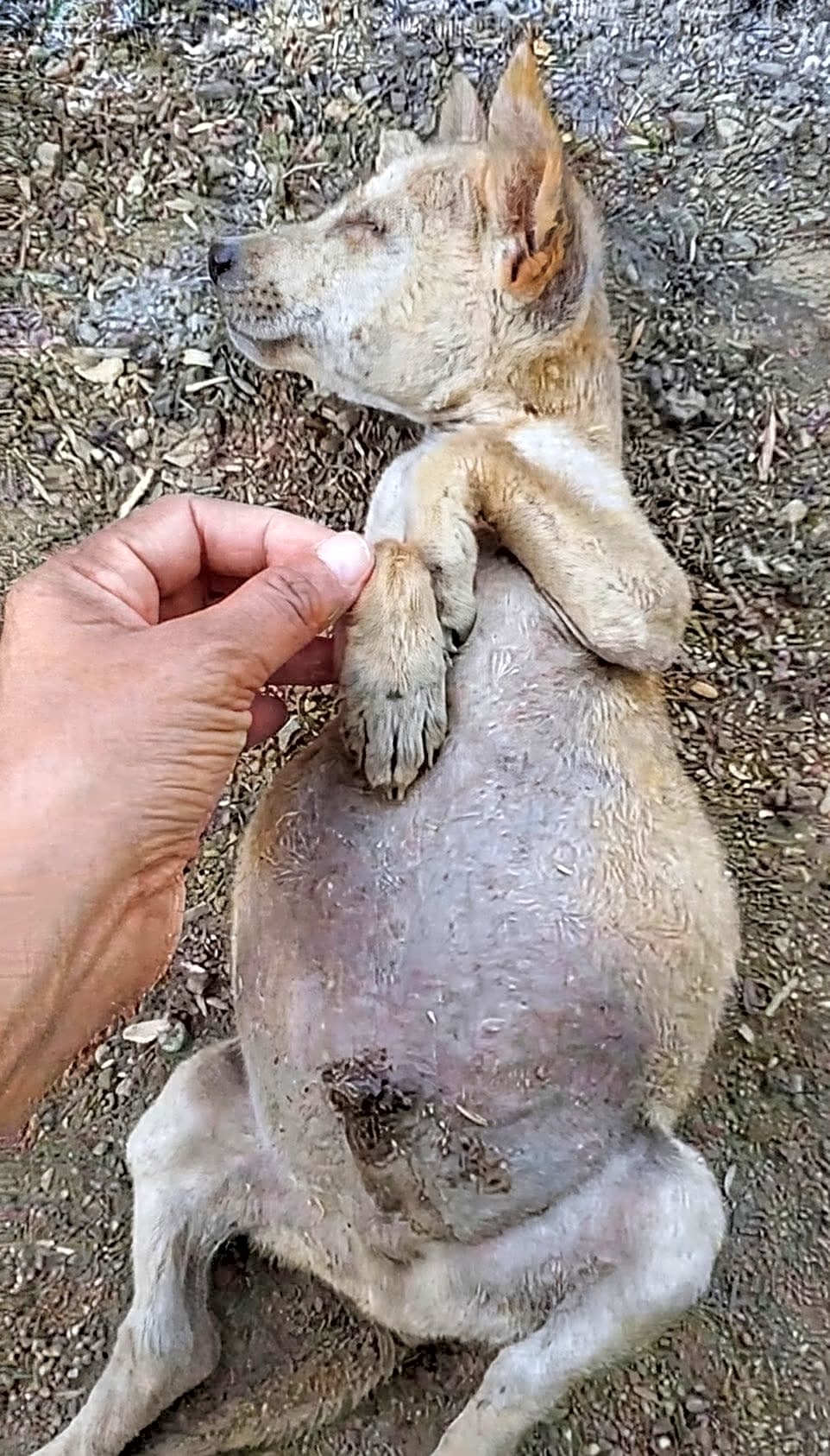 Photo of Zinda
