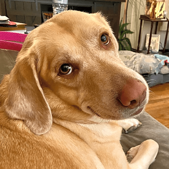 Photo of Lola