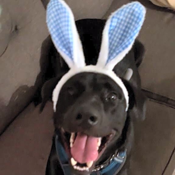 Photo of Shadow